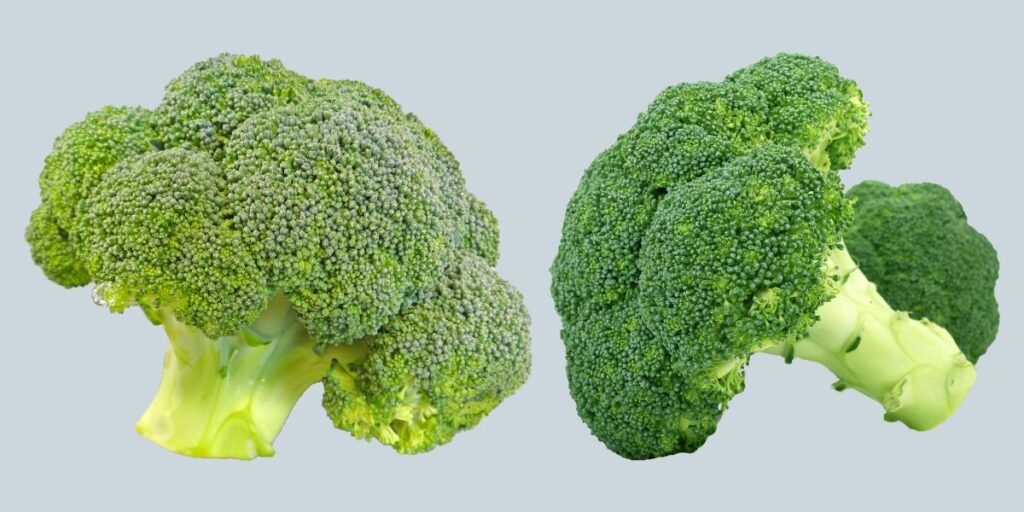 Broccoli protein
