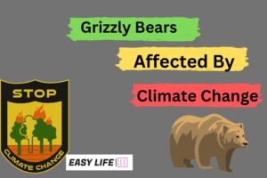 Grizzly Bears Affected By Climate Change