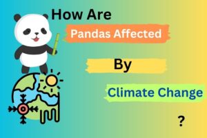 Pandas Affected By Climate change