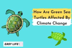 Turtles Affected By Climate Change