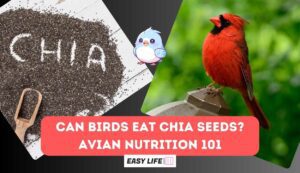 Can birds eat chia seeds?