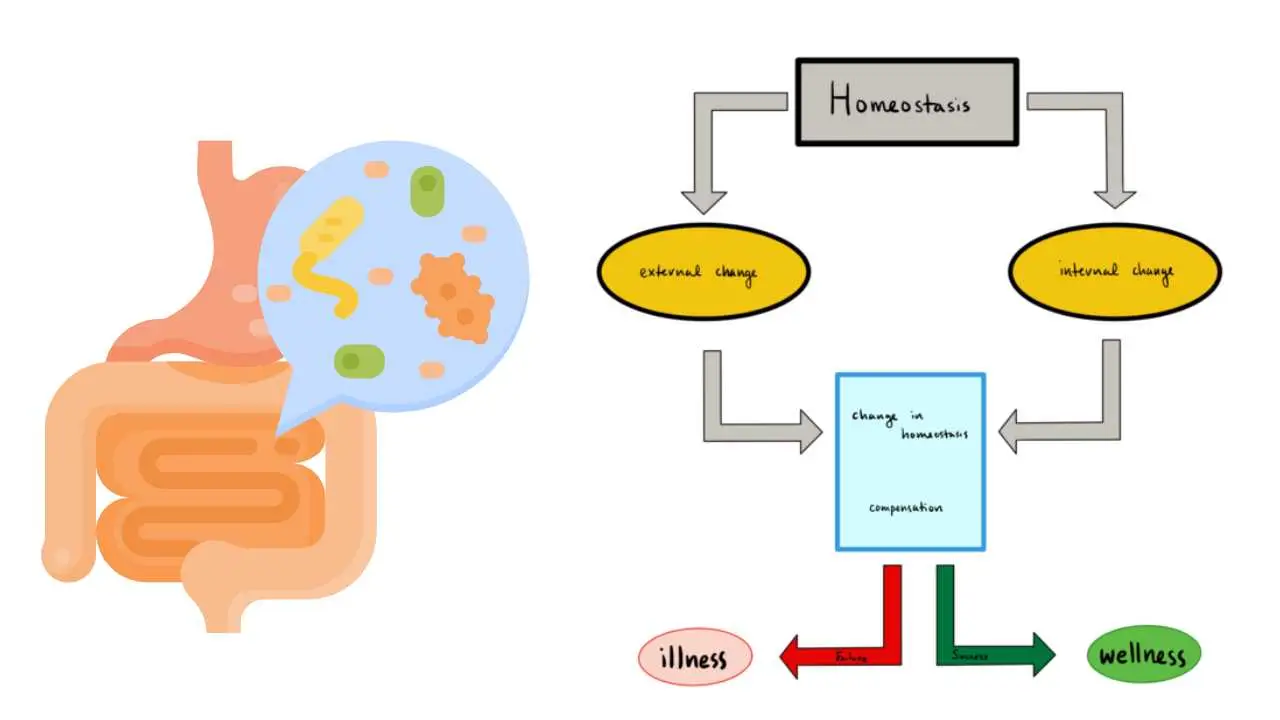 Homeostasis