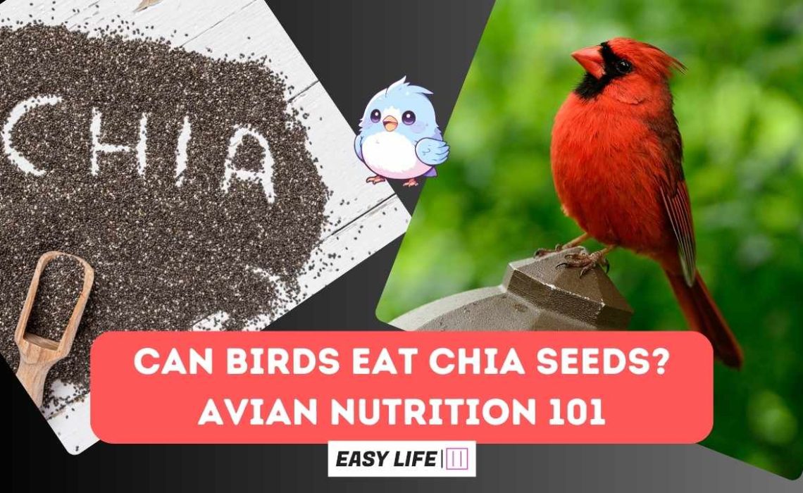 Can birds eat chia seeds?