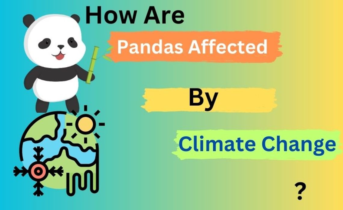Pandas Affected By Climate change