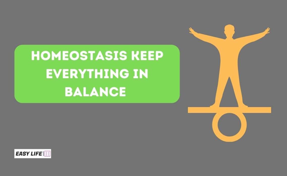 The Body's Balancing Act Understanding Homeostasis (1)