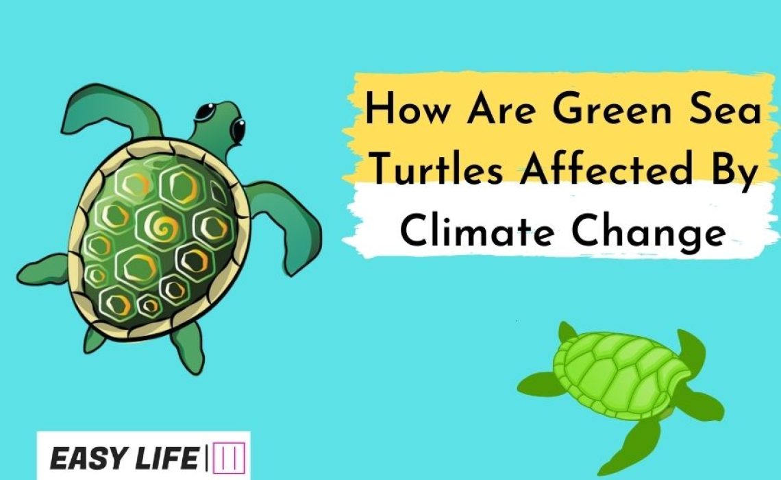 Turtles Affected By Climate Change